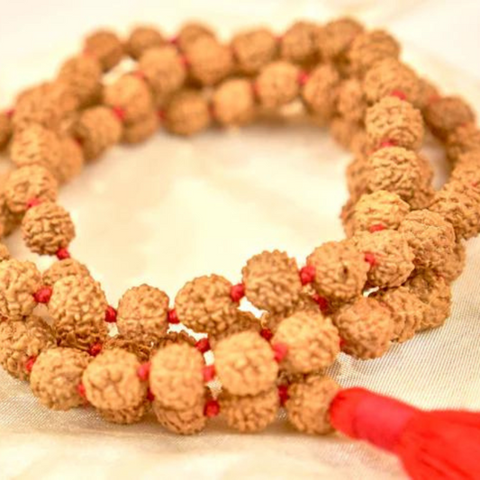 Mala de rudraksha